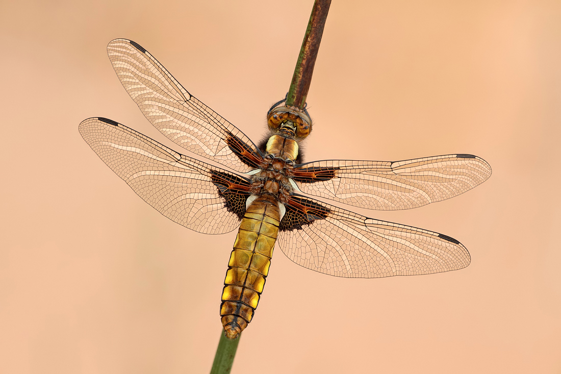 2010 (5) MAY Broad-Bodied Chaser, female 